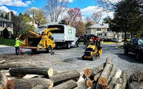 Reliable Northchase, NC Tree Services Solutions