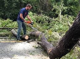 Seasonal Cleanup (Spring/Fall) in Northchase, NC