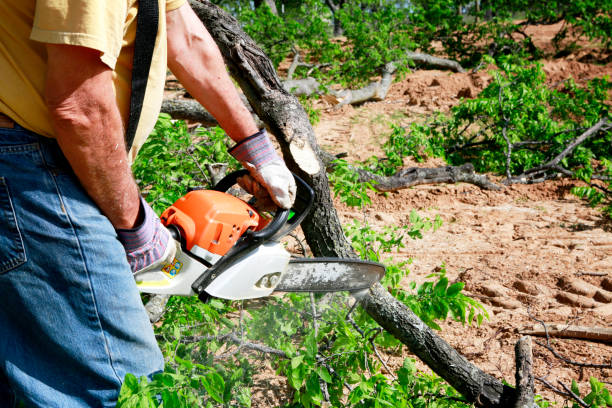 How Our Tree Care Process Works  in  Northchase, NC